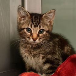 Shelter Stray Female Cat last seen , 3173 K-68 Hwy, Ottawa, KS 66067, USA