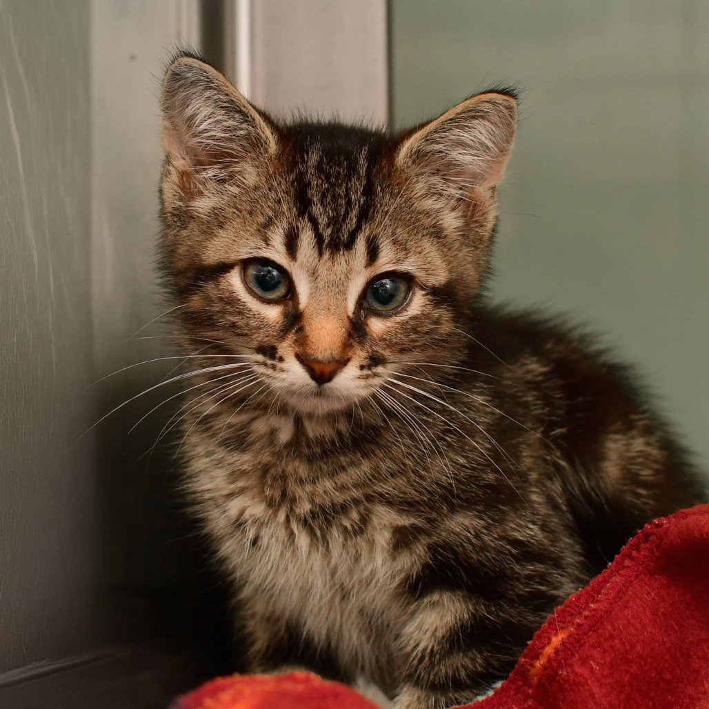 Shelter Stray Female Cat last seen , 3173 K-68 Hwy, Ottawa, KS 66067, USA