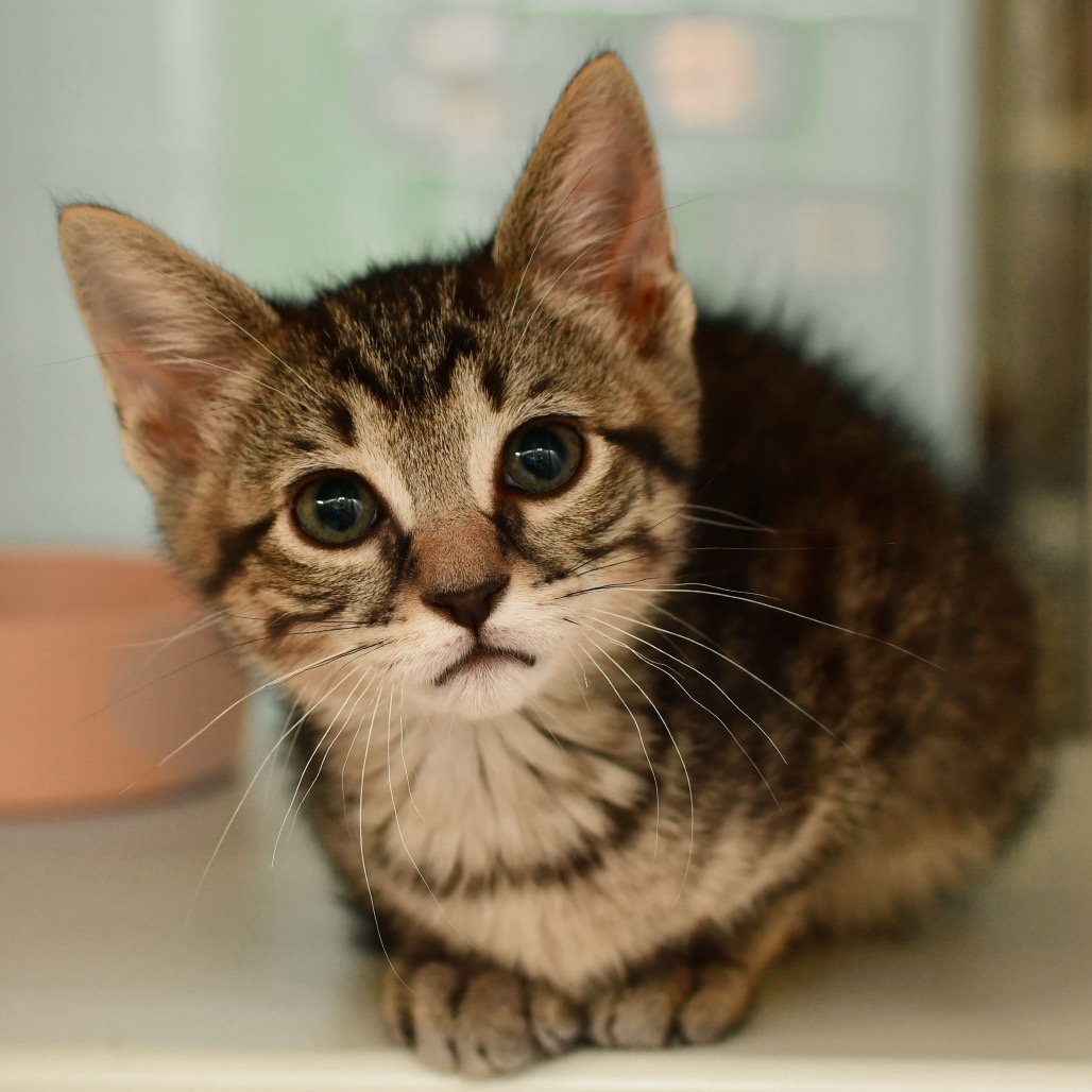 Shelter Stray Male Cat last seen , 3173 K-68 Hwy, Ottawa, KS 66067, USA