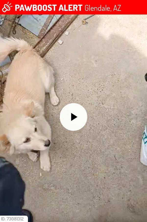 Lost Female Dog last seen 65th Ave and camelback rd, Glendale, AZ 85301