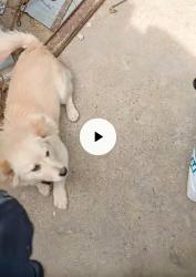 Lost Female Dog last seen 65th Ave and camelback rd, Glendale, AZ 85301