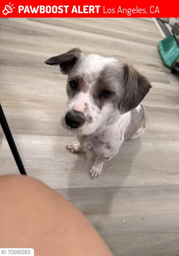 Lost Male Dog last seen 92nd and beach st, Los Angeles, CA 90002