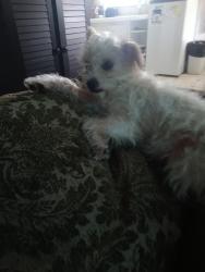 Found/Stray Female Dog last seen Kenkaid and s bway Wichita ks, Wichita, KS 67217