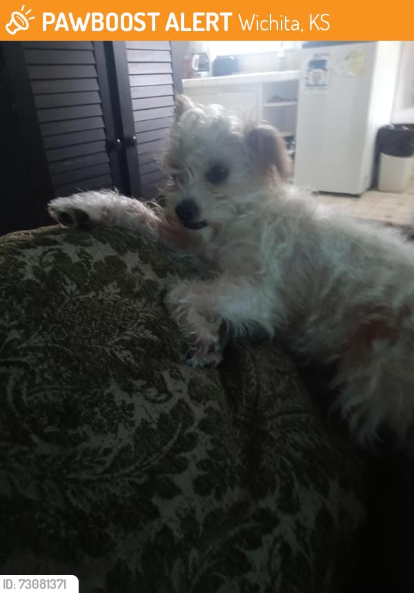 Found/Stray Female Dog last seen Kenkaid and s bway Wichita ks, Wichita, KS 67217