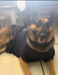 Reunited Male Dog last seen Perwinkle key drive, Ocoee, FL 34761