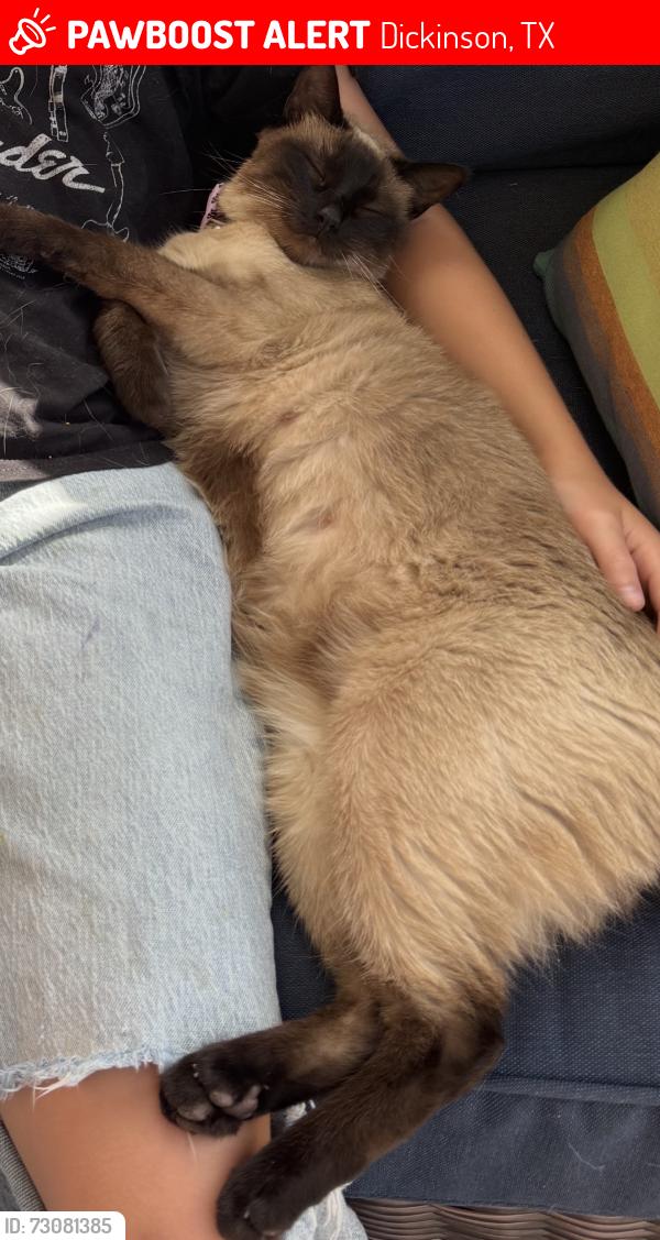 Lost Female Cat last seen Near and lakes of Bay Colony, Dickinson, TX 77539