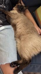 Lost Female Cat last seen Near and lakes of Bay Colony, Dickinson, TX 77539
