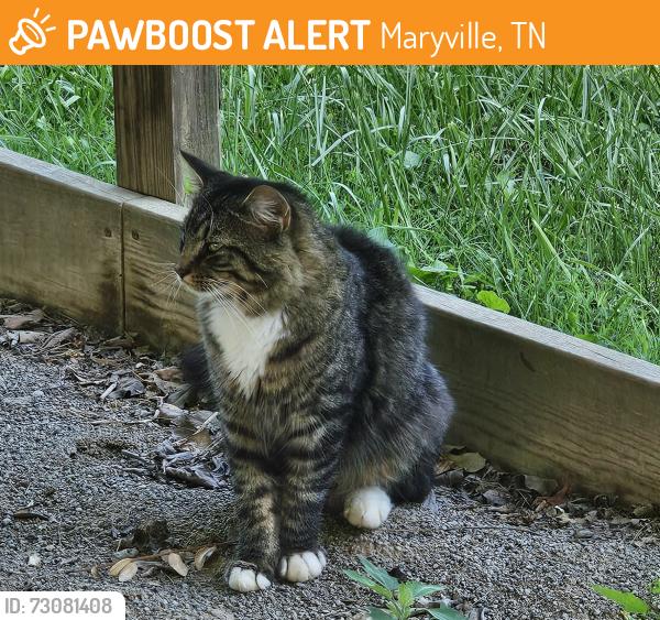 Found/Stray Unknown Cat last seen Calderwood Hwy, Maryville, TN 37803