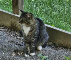 Found/Stray Unknown Cat last seen Calderwood Hwy, Maryville, TN 37803