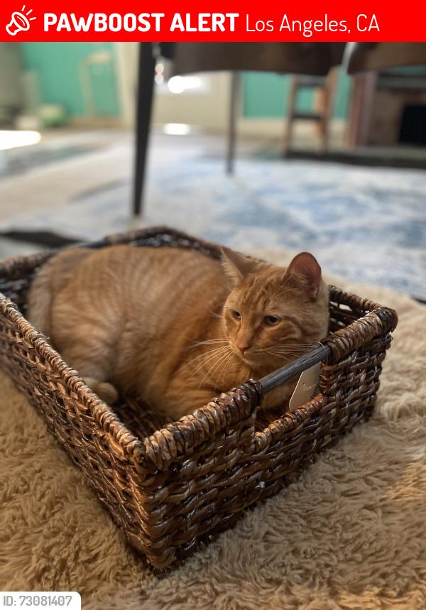 Lost Male Cat last seen York and Verdugo, Los Angeles, CA 90065