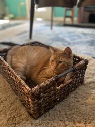 Lost Male Cat last seen York and Verdugo, Los Angeles, CA 90065