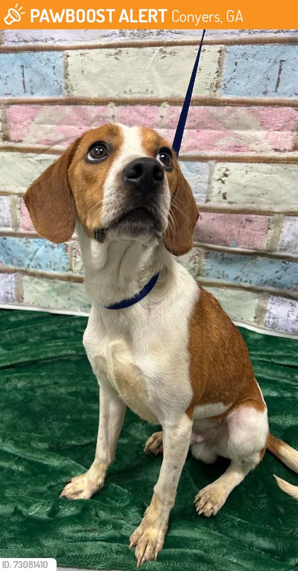 Found/Stray Male Dog last seen Located at Rockdale County Animal Service, 1506 Rockbridge Road, Conyers, GA 30012, Conyers, GA 30012