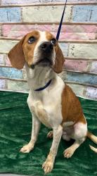 Found/Stray Male Dog last seen Located at Rockdale County Animal Service, 1506 Rockbridge Road, Conyers, GA 30012, Conyers, GA 30012