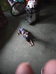 Lost Male Dog last seen 52nd and Jordan, Allendale, MI 49401
