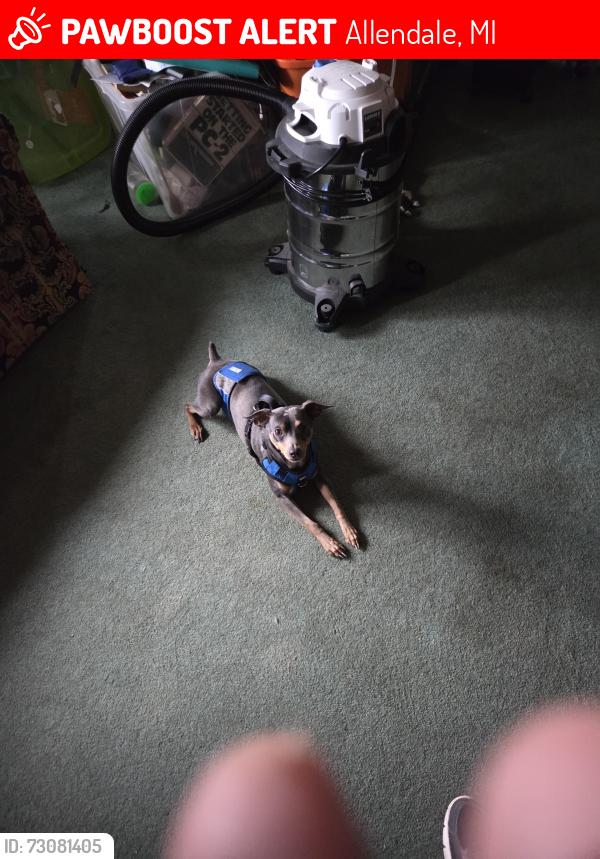 Lost Male Dog last seen 52nd and Jordan, Allendale, MI 49401