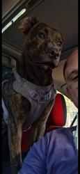 Lost Female Dog last seen Compton drive ,talton drive, Winston-Salem, NC 27107