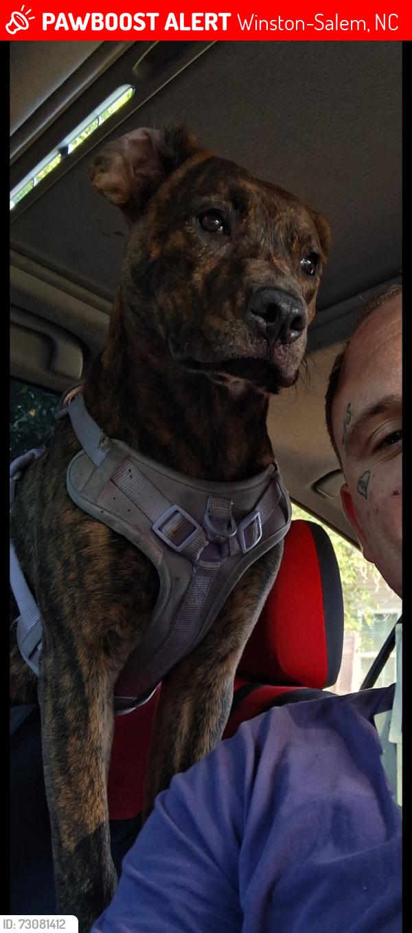 Lost Female Dog last seen Compton drive ,talton drive, Winston-Salem, NC 27107
