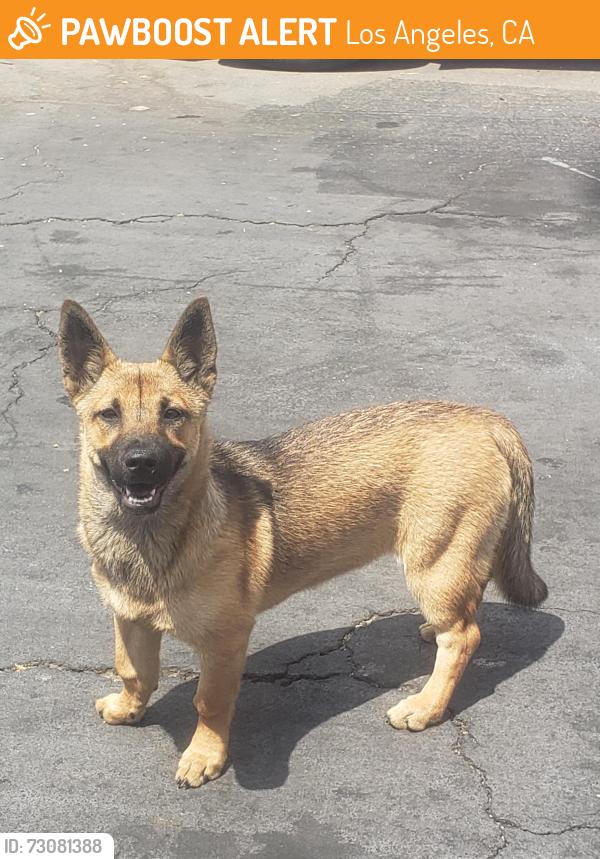 Found/Stray Unknown Dog last seen Santa monica, Los Angeles, CA 90029
