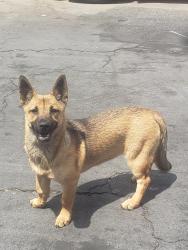 Found/Stray Unknown Dog last seen Santa monica, Los Angeles, CA 90029