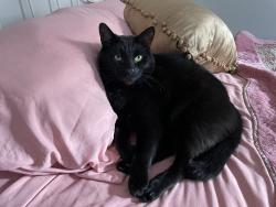 Reunited Male Cat last seen Highland Creek Subdivision, Auburn Hills Dr, Raleigh, NC 27616