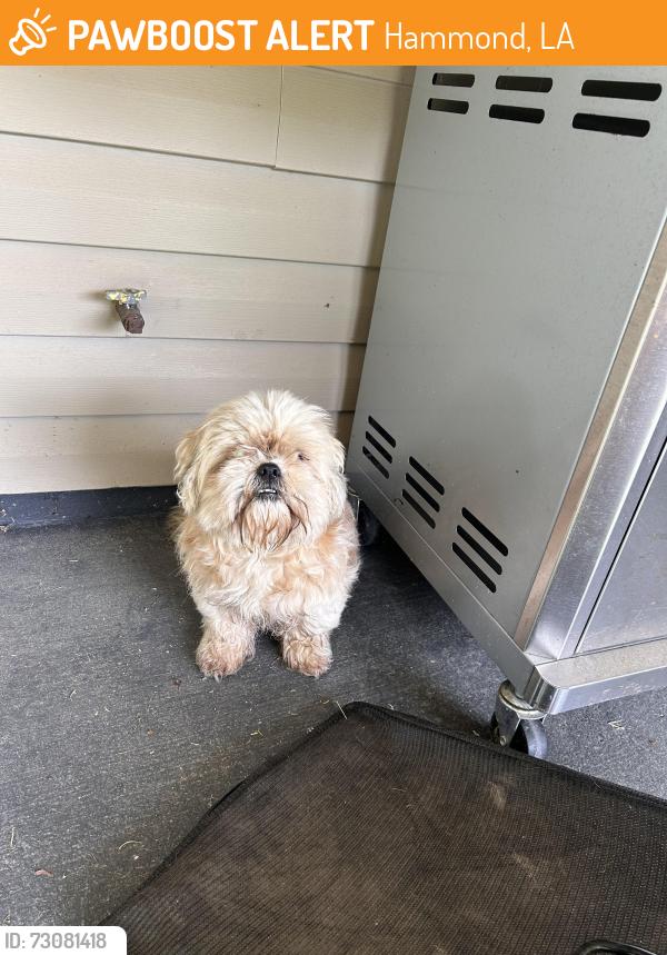 Found/Stray Unknown Dog last seen Club deluxe, Hammond, LA 70403