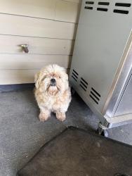 Found/Stray Unknown Dog last seen Club deluxe, Hammond, LA 70403