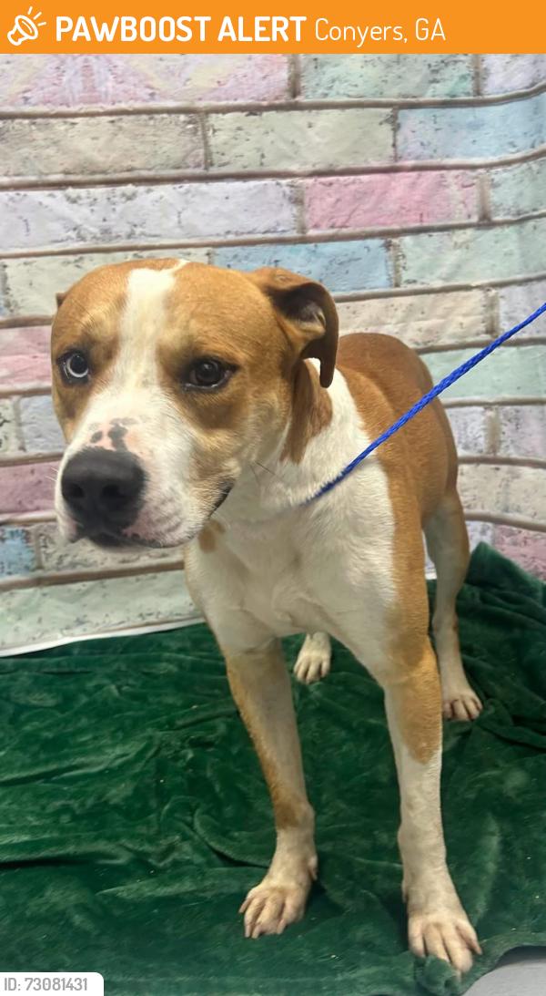 Found/Stray Male Dog last seen Located at Rockdale County Animal Service, 1506 Rockbridge Road, Conyers, GA 30012, Conyers, GA 30012