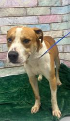 Found/Stray Male Dog last seen Located at Rockdale County Animal Service, 1506 Rockbridge Road, Conyers, GA 30012, Conyers, GA 30012