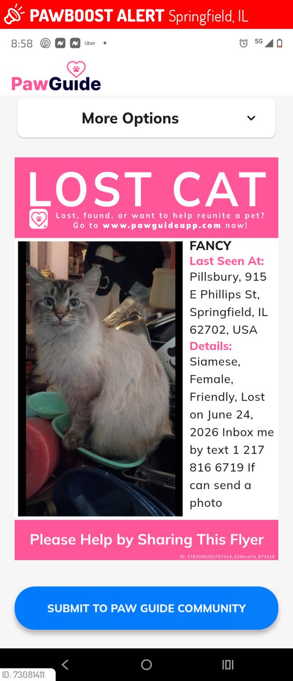 Lost Female Cat last seen 9th and Phillips by Enos area., Springfield, IL 62702