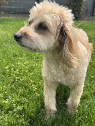 Reunited Female Dog last seen Central rd and short ln glenview , Glenview, IL 60025