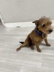 Lost Male Dog last seen Lake mead and christy, Las Vegas, NV 89156