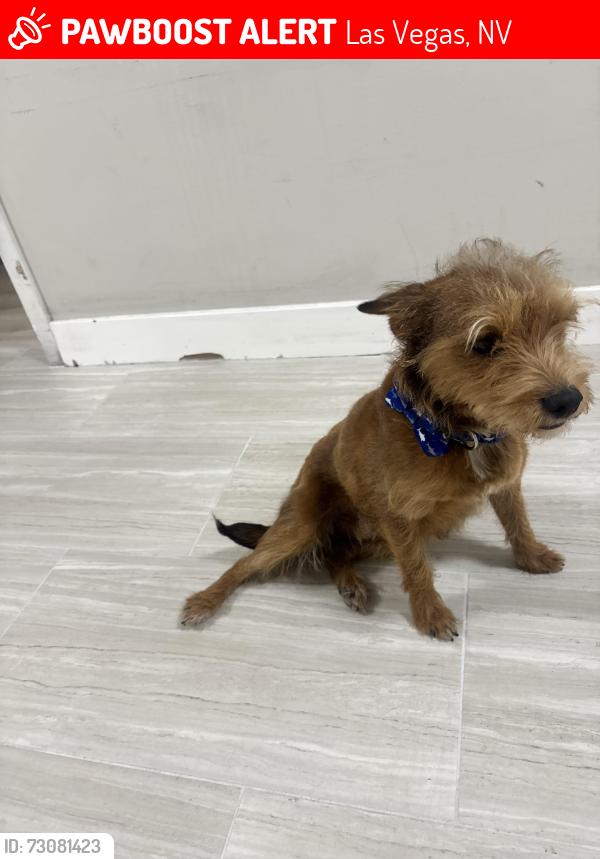 Lost Male Dog last seen Lake mead and christy, Las Vegas, NV 89156