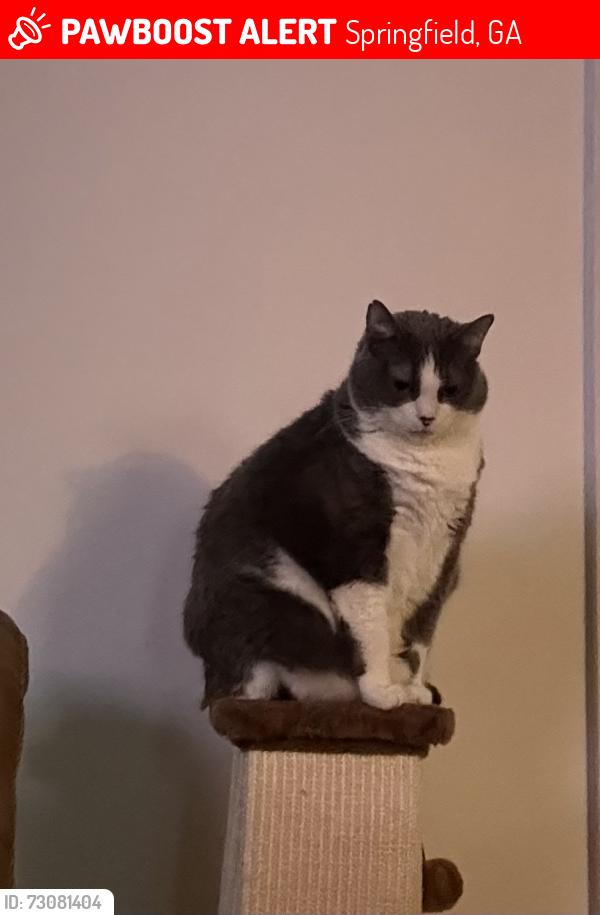 Lost Female Cat last seen Silver Hill Church Rd, Springfield, GA 31329