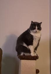 Lost Female Cat last seen Silver Hill Church Rd, Springfield, GA 31329