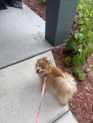 Reunited Female Dog last seen Seasons blvd , Kissimmee, FL 34746