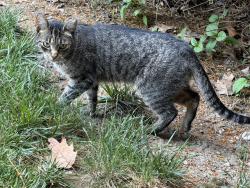 Found/Stray Unknown Cat last seen Chambers Hill Road and Mushroon Hill Road, Swatara Township, PA 17111