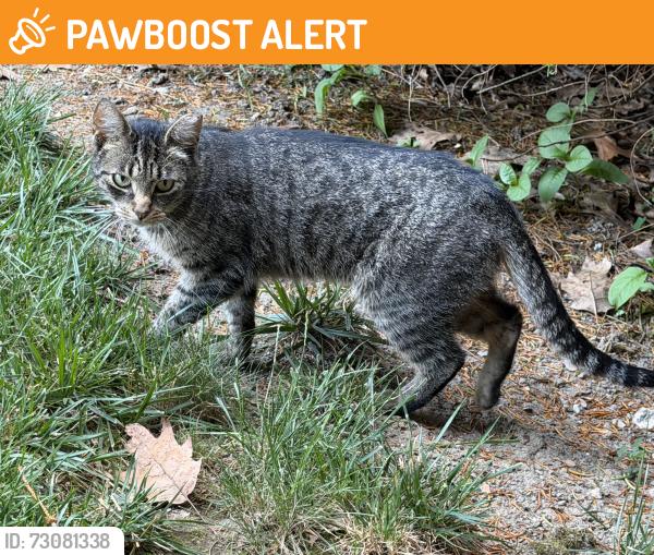 Found/Stray Unknown Cat last seen Chambers Hill Road and Mushroon Hill Road, Swatara Township, PA 17111