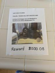 Reunited Female Dog last seen Near Richardson Ave , Novato, CA 94949