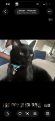 Lost Male Cat last seen zebulon, nc, Zebulon, NC 27597