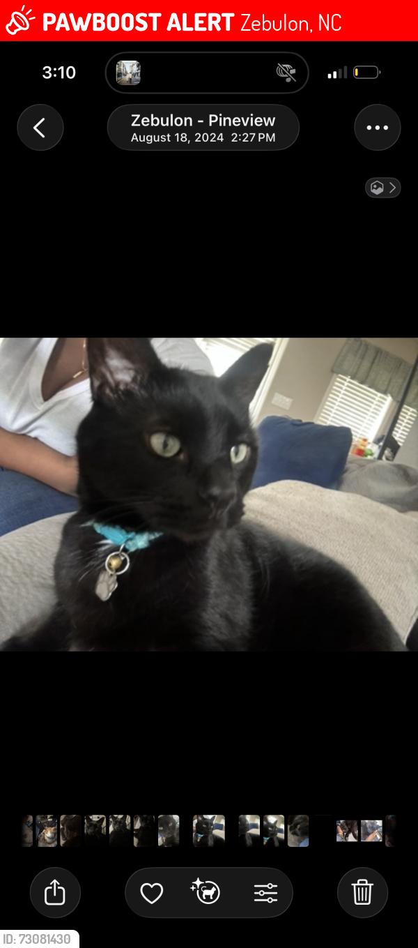 Lost Male Cat last seen zebulon, nc, Zebulon, NC 27597