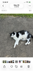 Lost Female Cat last seen 4th and Lincoln, Erie, PA 16505