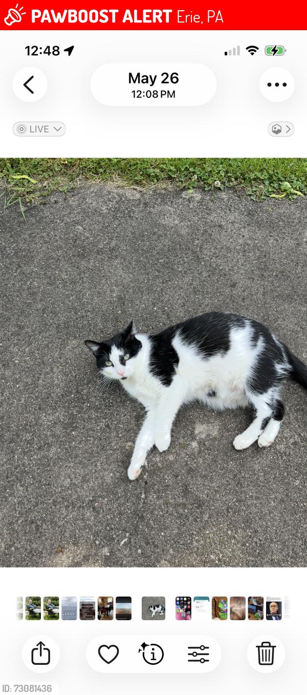 Lost Female Cat last seen 4th and Lincoln, Erie, PA 16505