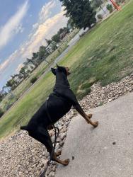 Found/Stray Male Dog last seen Near E 17 th ave aurora 80010, Denver, CO 80206