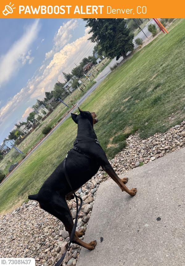 Found/Stray Male Dog last seen Near E 17 th ave aurora 80010, Denver, CO 80206