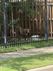 Found/Stray Male Dog last seen Skyler’s Court entrance. Gated drainage ditch. He hides in a tunnel when approached. He is terrified of humans but not aggressive so far. Catatonic with fear, Edmond, OK 73012