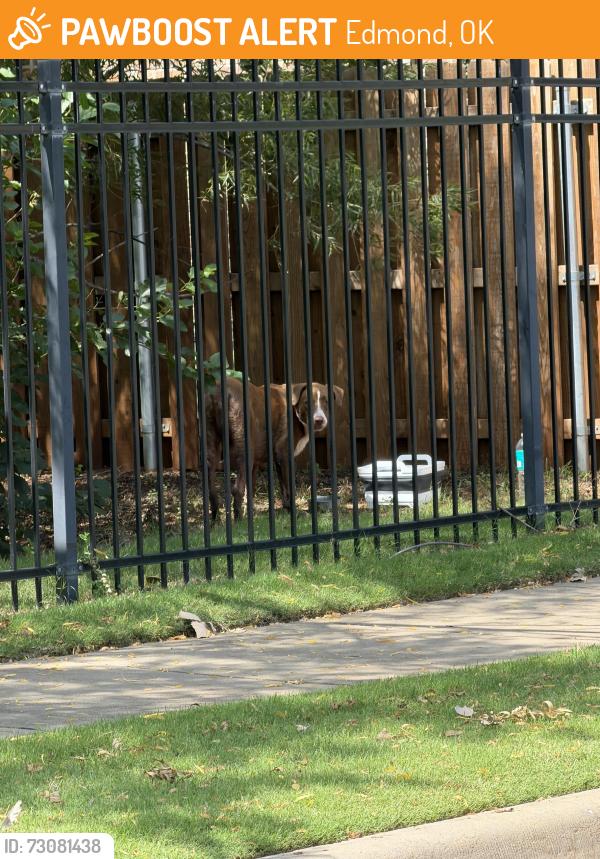 Found/Stray Male Dog last seen Skyler’s Court entrance. Gated drainage ditch. He hides in a tunnel when approached. He is terrified of humans but not aggressive so far. Catatonic with fear, Edmond, OK 73012