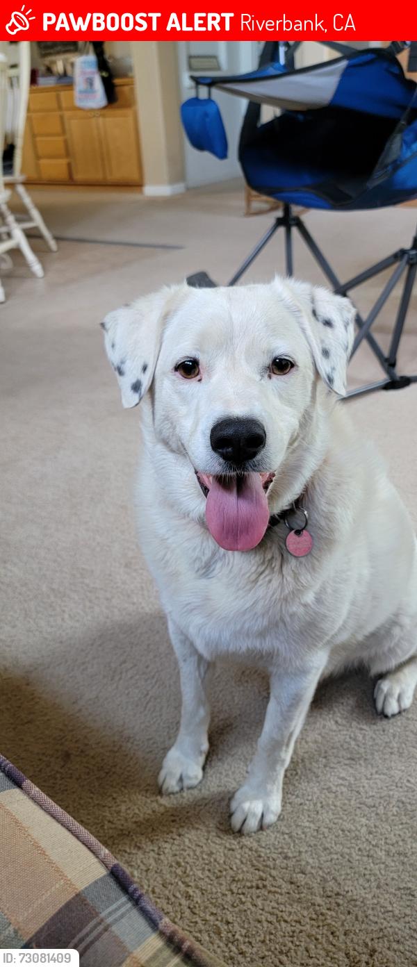 Lost Female Dog last seen Prospectors Parkway, Riverbank, CA 95367