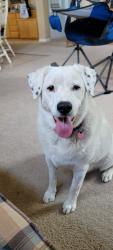 Lost Female Dog last seen Prospectors Parkway, Riverbank, CA 95367