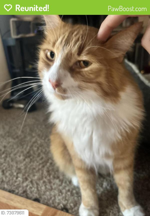 Reunited Male Cat last seen near drysdale drive , San Jose, CA 95124