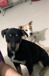 Lost Male Dog last seen Saguaro & Ferndale, Rd Mojave Drive Victorville, Victorville, CA 92394